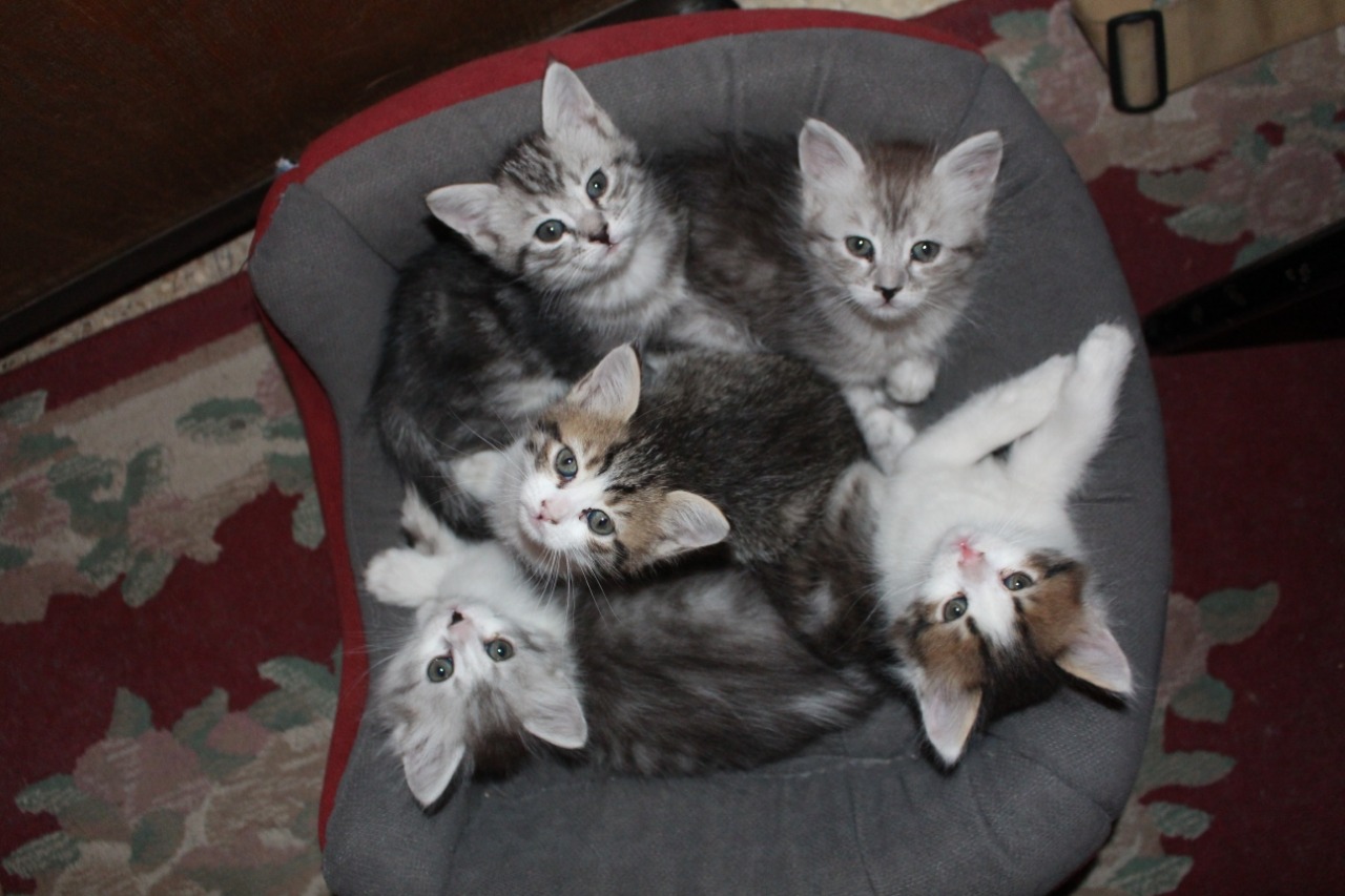 Five rescued kittens curled up together on a chair